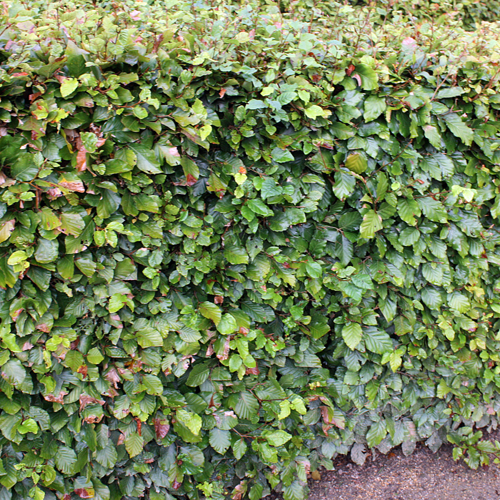 Rotbuche, Heckenpflanze, Fagus, Schnittgehölze