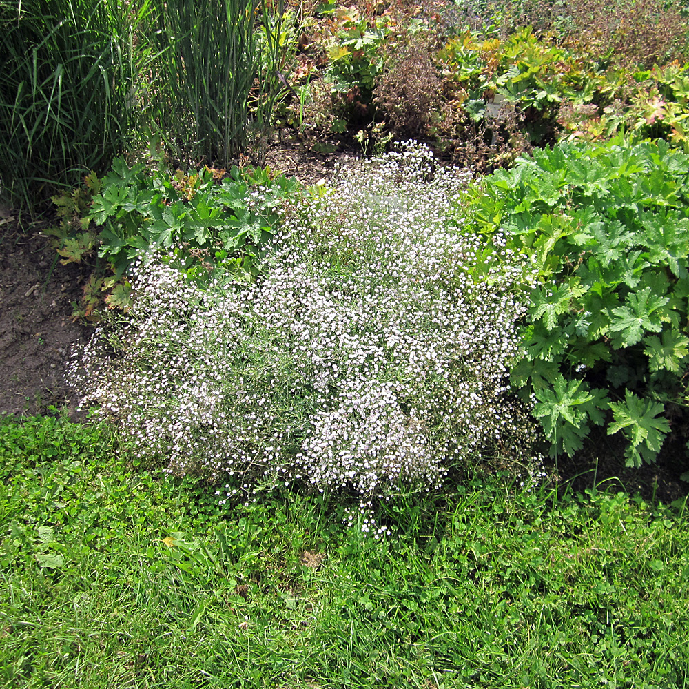 Zwerg Schleierkraut 'Alba'