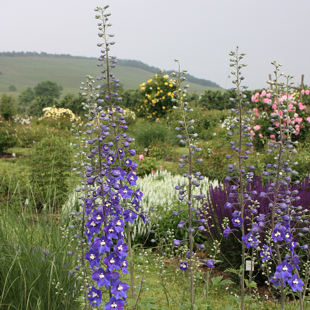 Rittersporn Lanzenträger, Delphinium, Blütenstaude