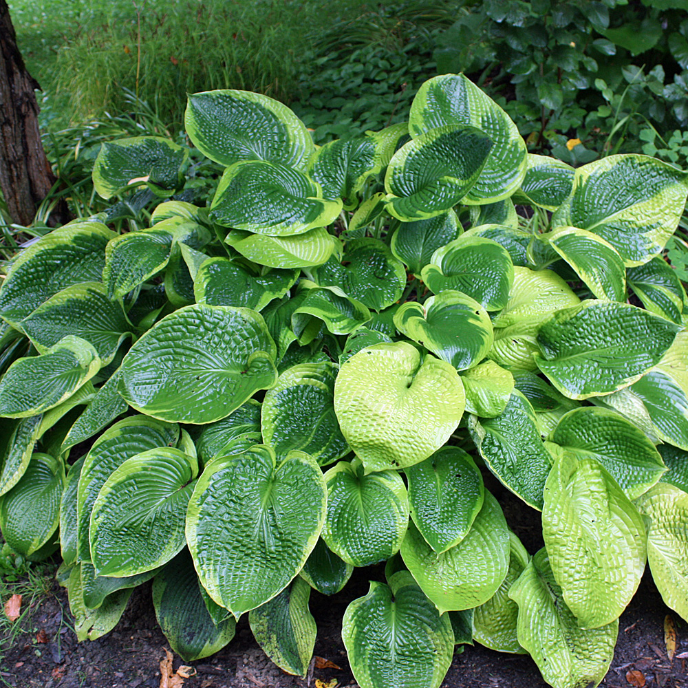 Blaue Gelbrandfunkie Frances Williams, Funkie, Hosta