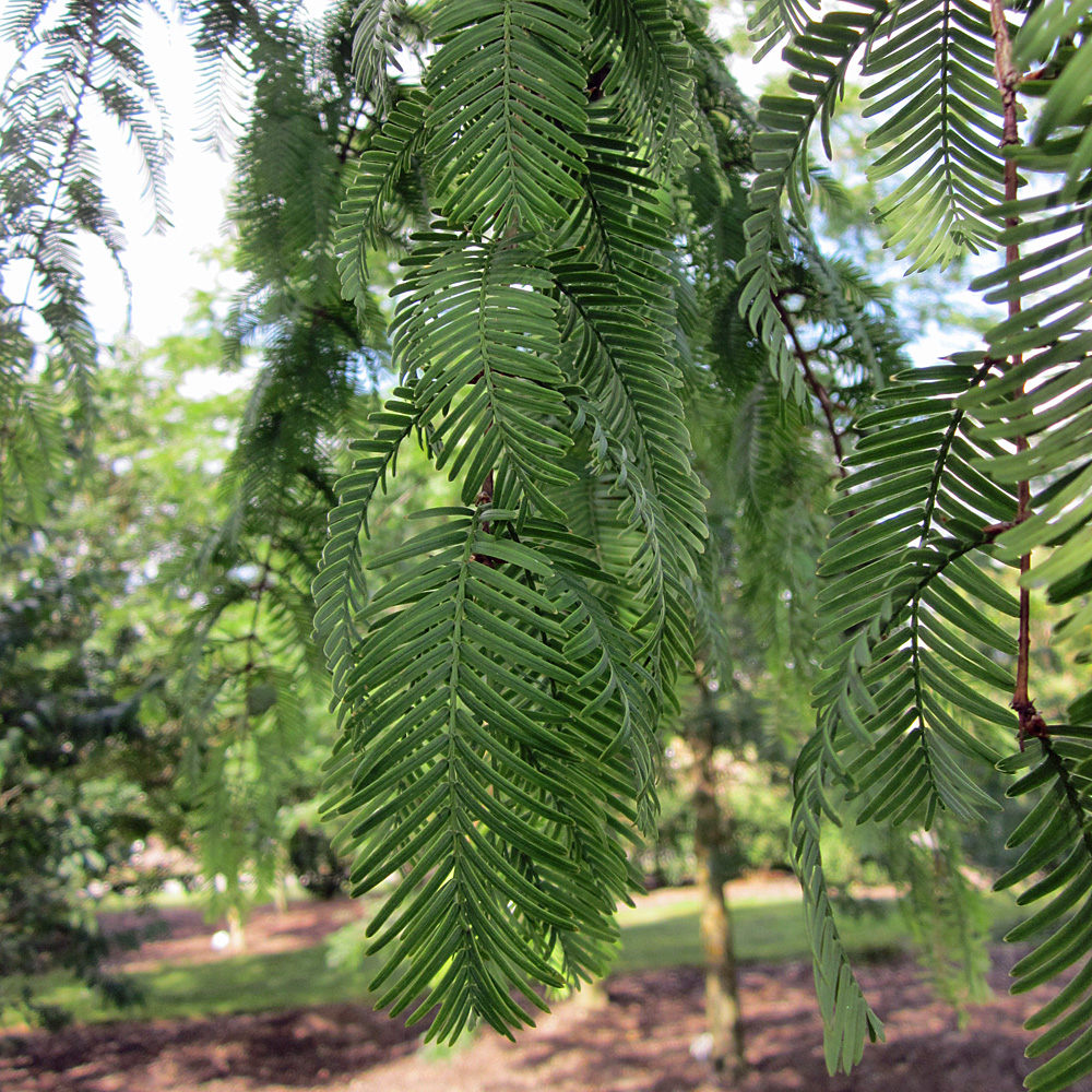 Rotholz, Urwelt Mammutbaum, Metasequoia, Nadelgehölz