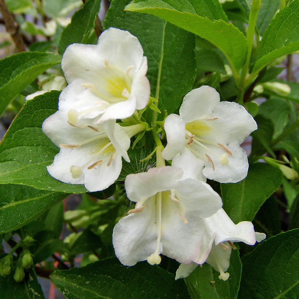 Weigelie Snowflake, Blütengehölz, Laubgehölze