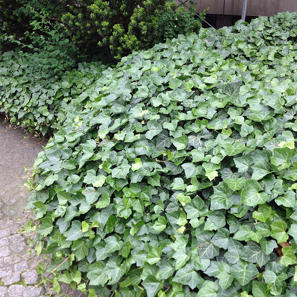 Efeu Hibernica, Hedera, Bodendecker, immergün