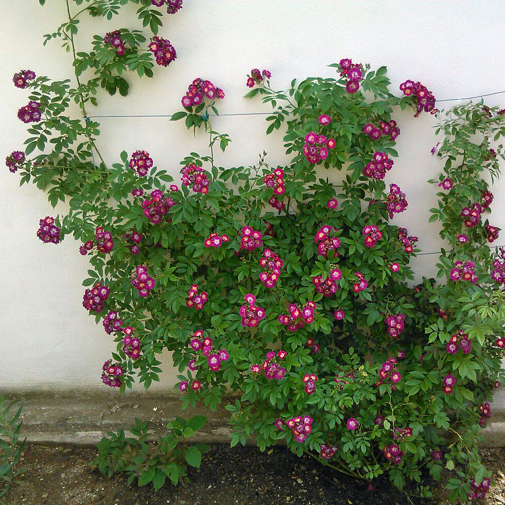 Kletterrose Perennial Blue, Rose, Rosa, Kletterpflanze