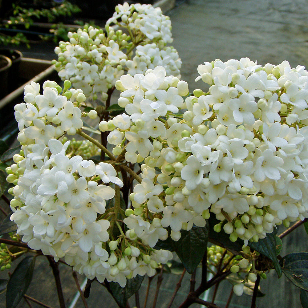 Schneeball Eskimo, Viburnum, Blütengehölz