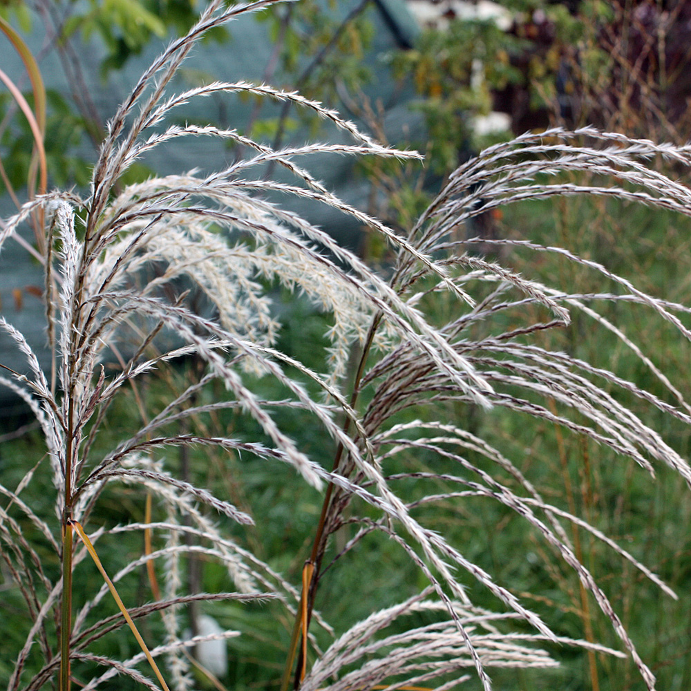 Chinaschilf Kleine Fontäne, Ziergras mit tollen Blütenrispen