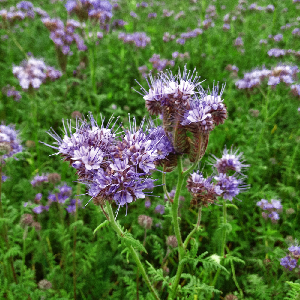 Phacelia