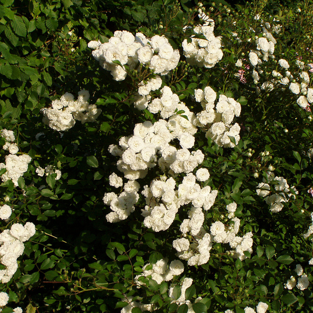 Bodendeckerrose Weiß, Rose, Bodendecker, Dornen, Blüten