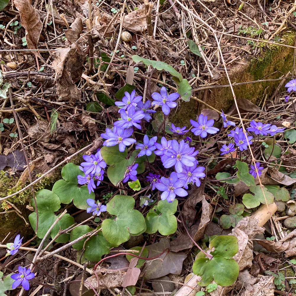Leberblümchen