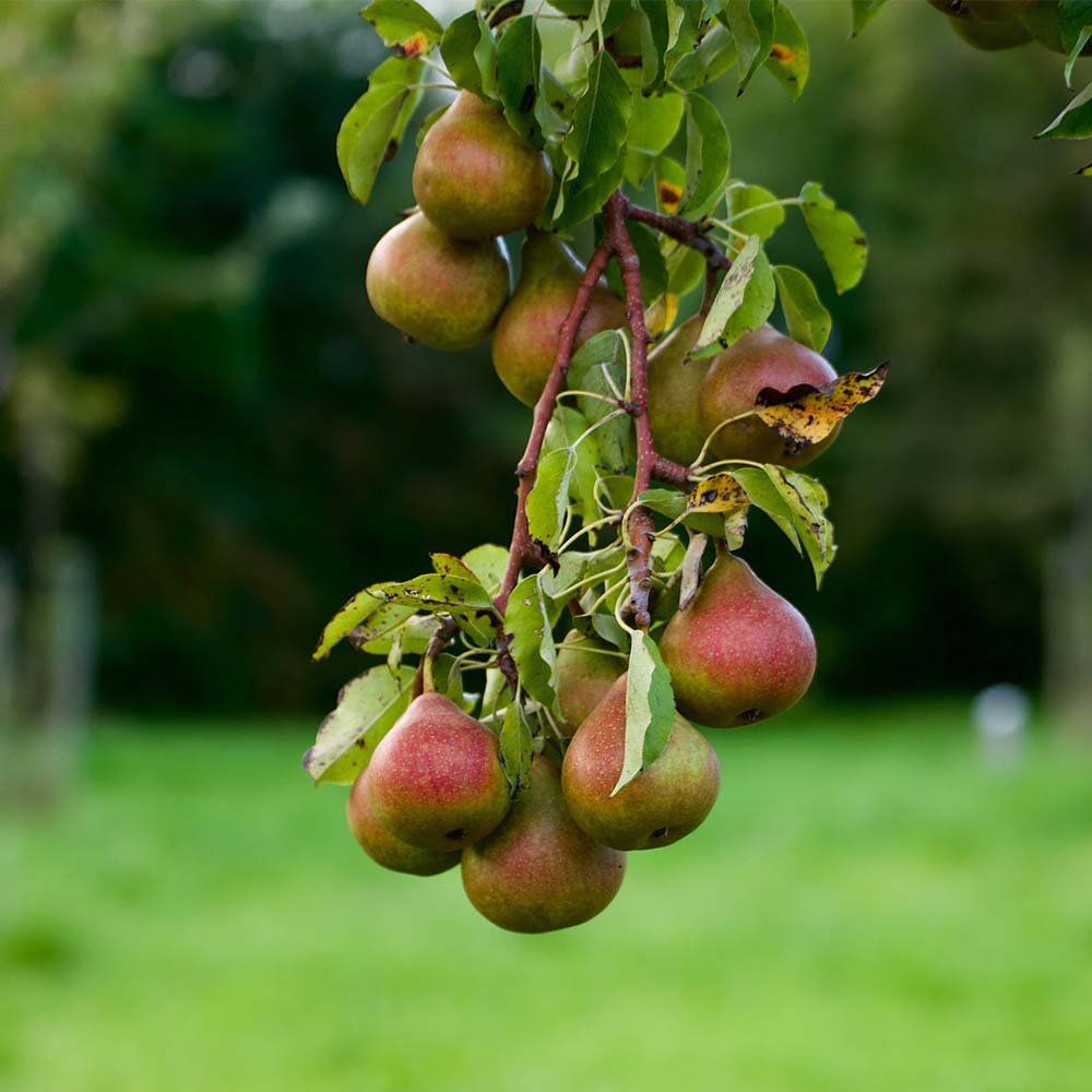 Zwergbirne 'Harrow Delight' ® - Miniobst