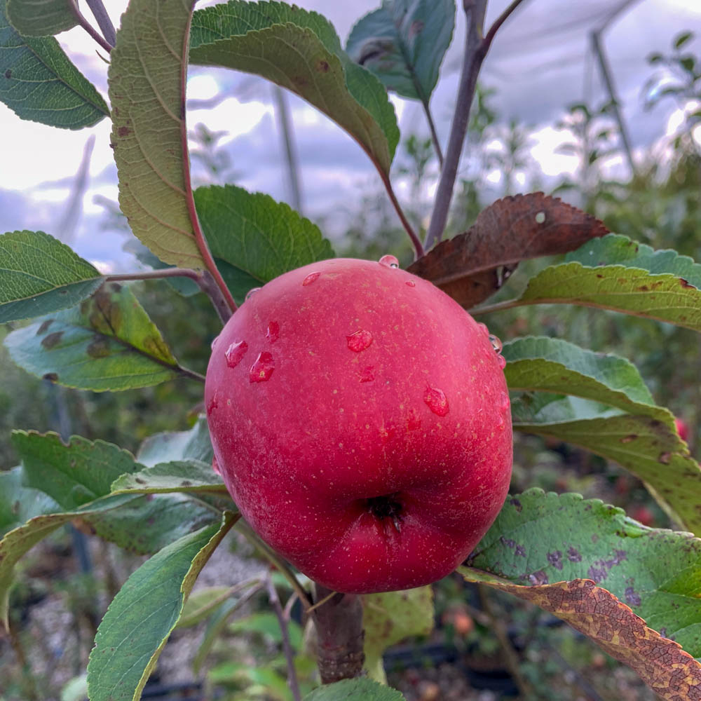 Apfel 'Gloster'