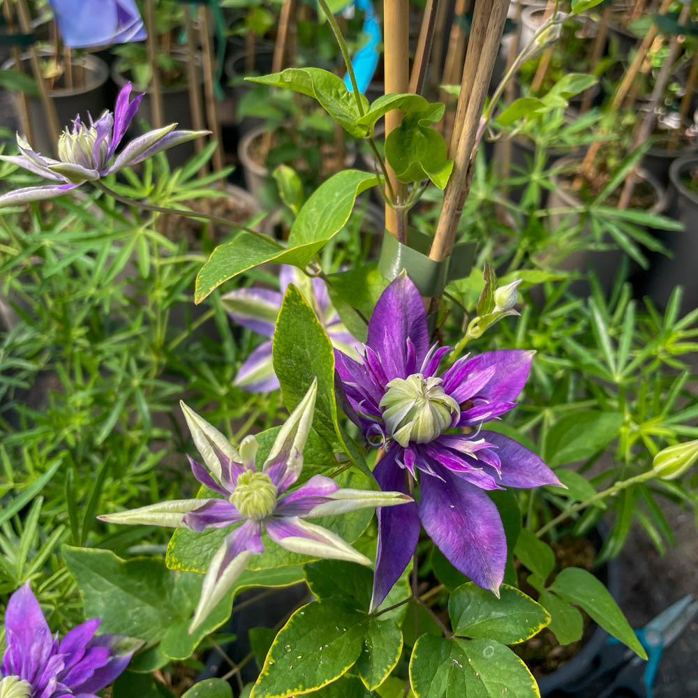Clematis 'Taiga' ®