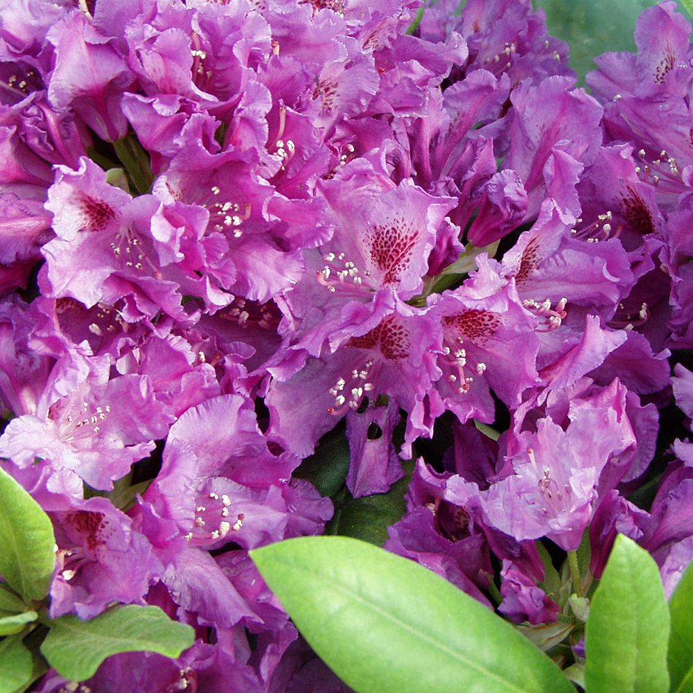 Rhododendron Azurro, Azalee, Moorbeetpflanze, immergrün