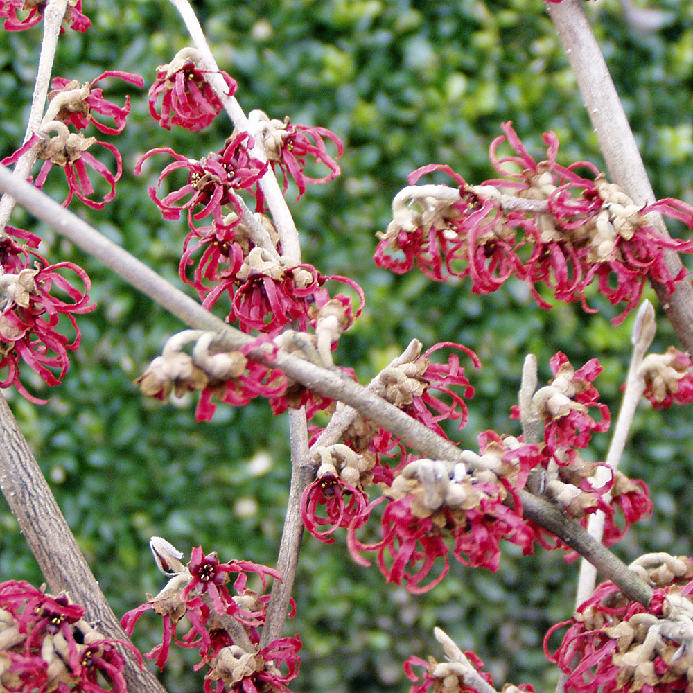 Zaubernuss Feuerzauber, Hamamelis, Frühling, Winterblüte