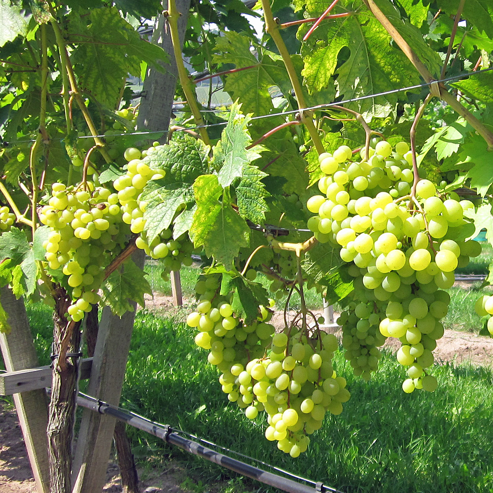 Weinrebe 'Phönix'