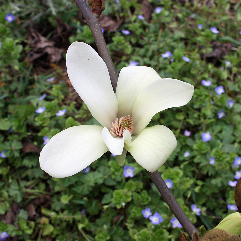 Magnolie Sunrise, Frühjahrsblüher, Blütenbaum