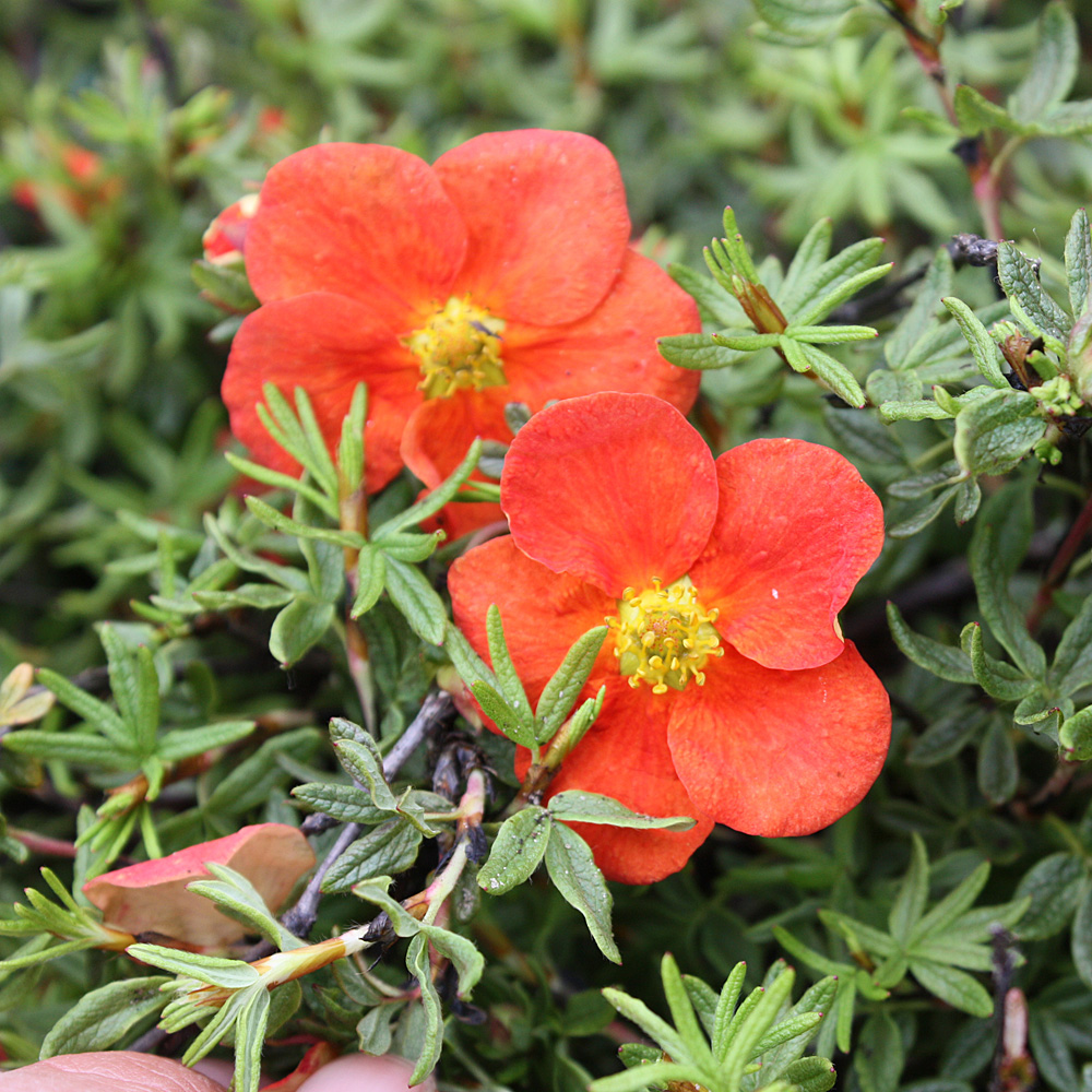 Fingerstrauch Red Ace, Potentilla, Blütengehölz