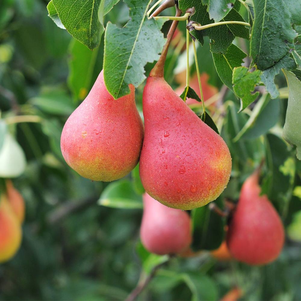 Sommerbirne 'Clapps Liebling'