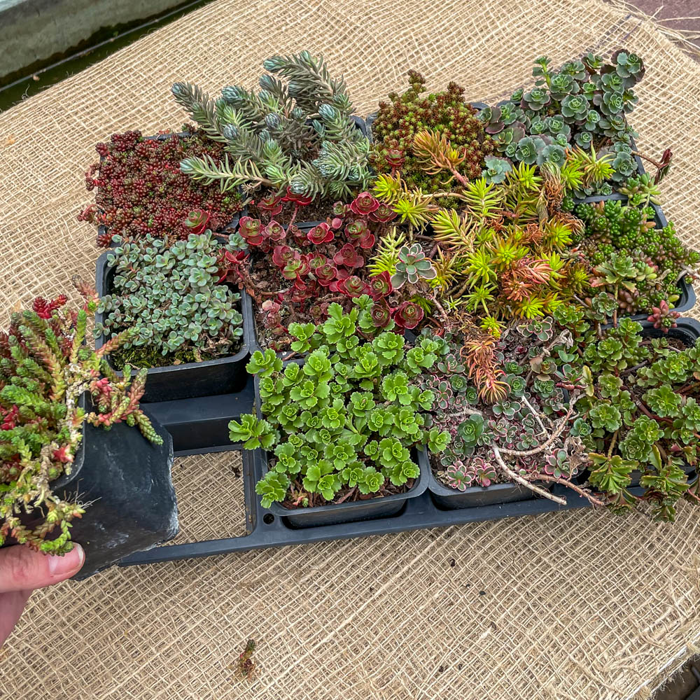 Sedum Steingarten Mischung