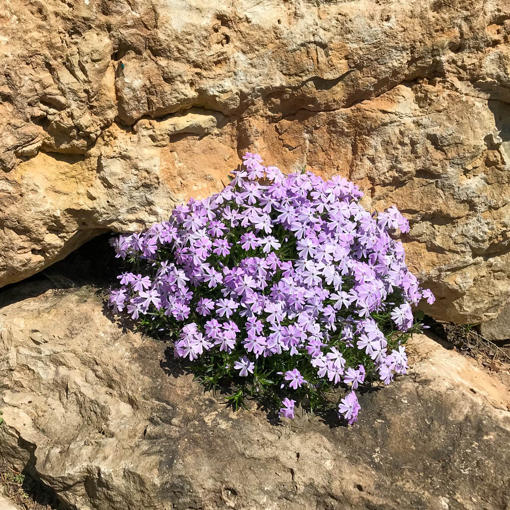Teppichphlox 'Emerald Cushion Blue'