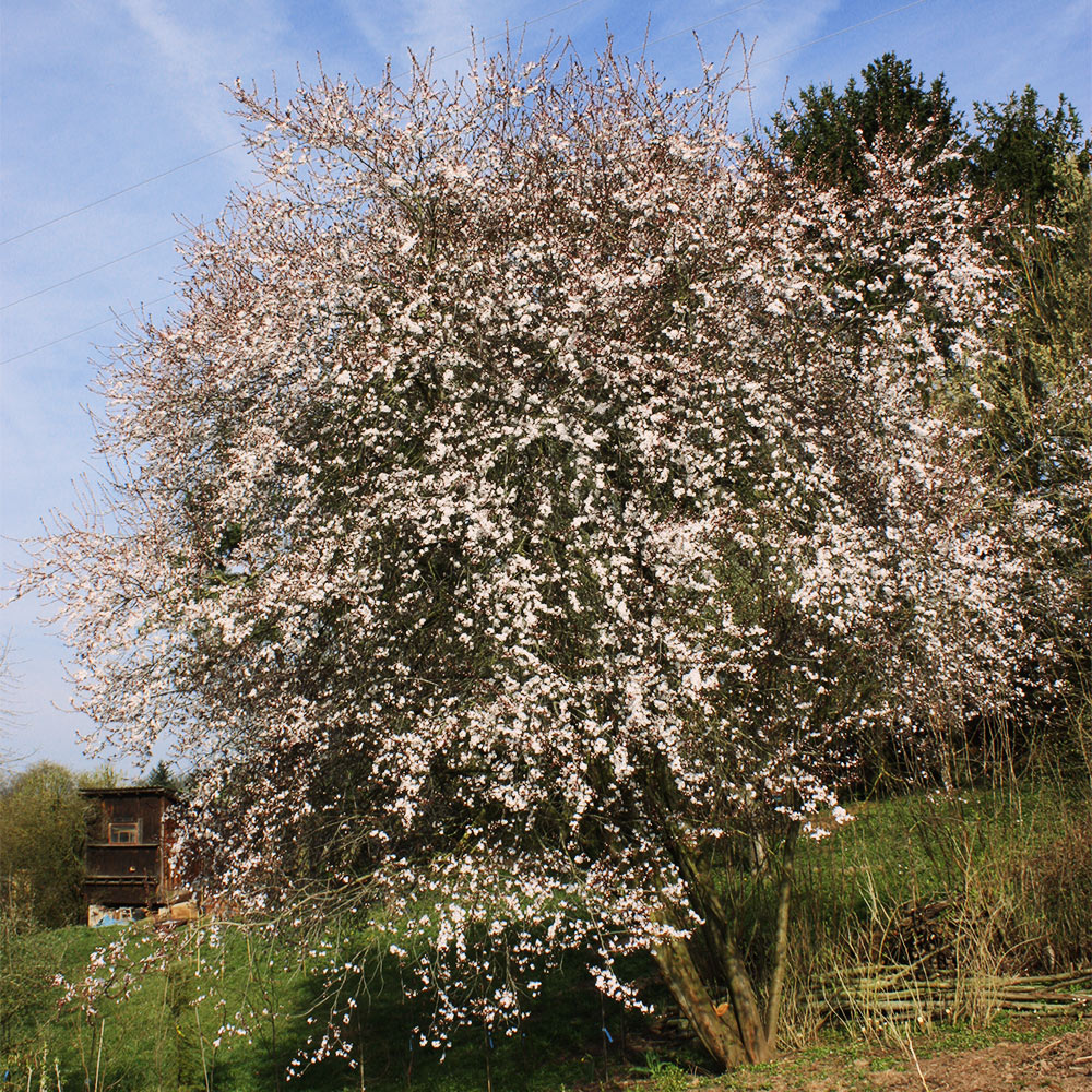 Blutpflaume 'Trailblazer'