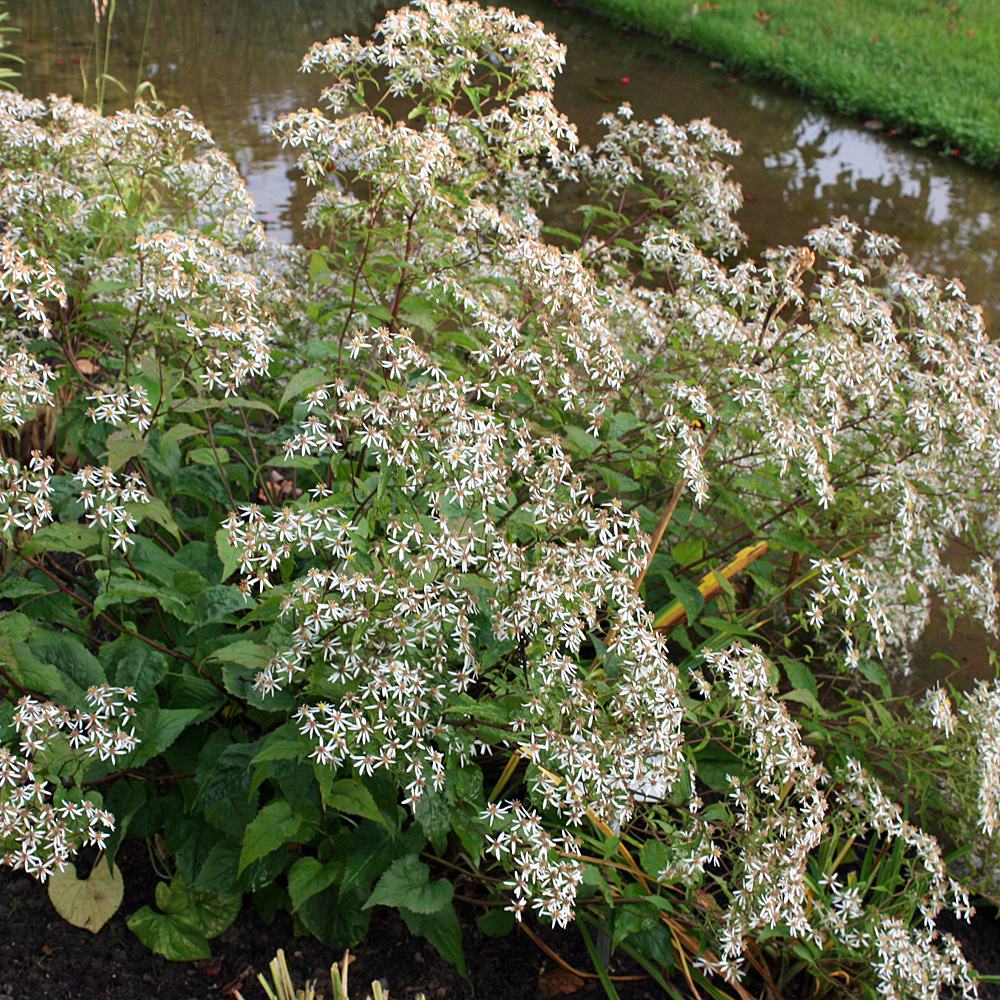 Herbstaster, Aster, Blütenstaude