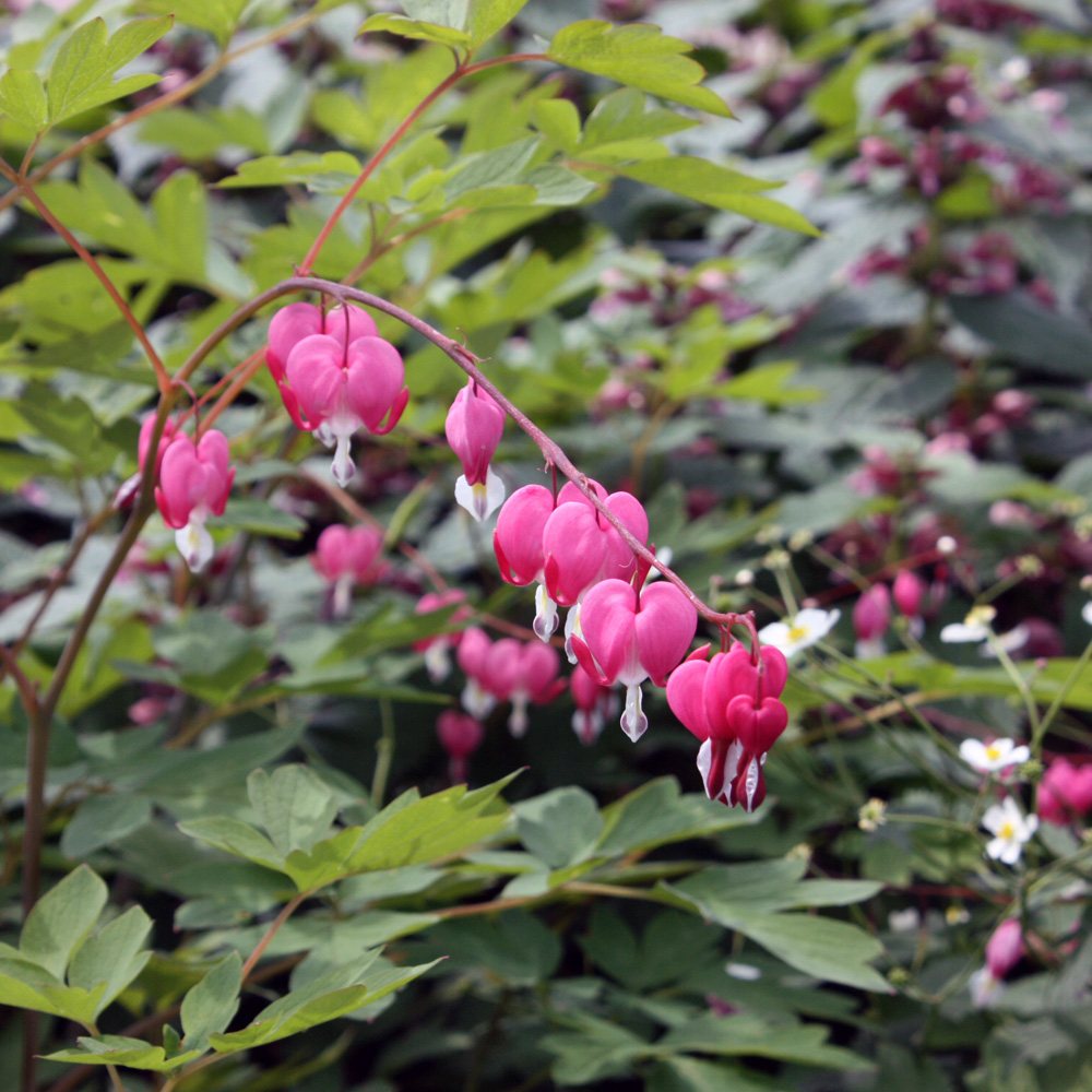 Tränendes Herz, Herzblume, Blütenstaude