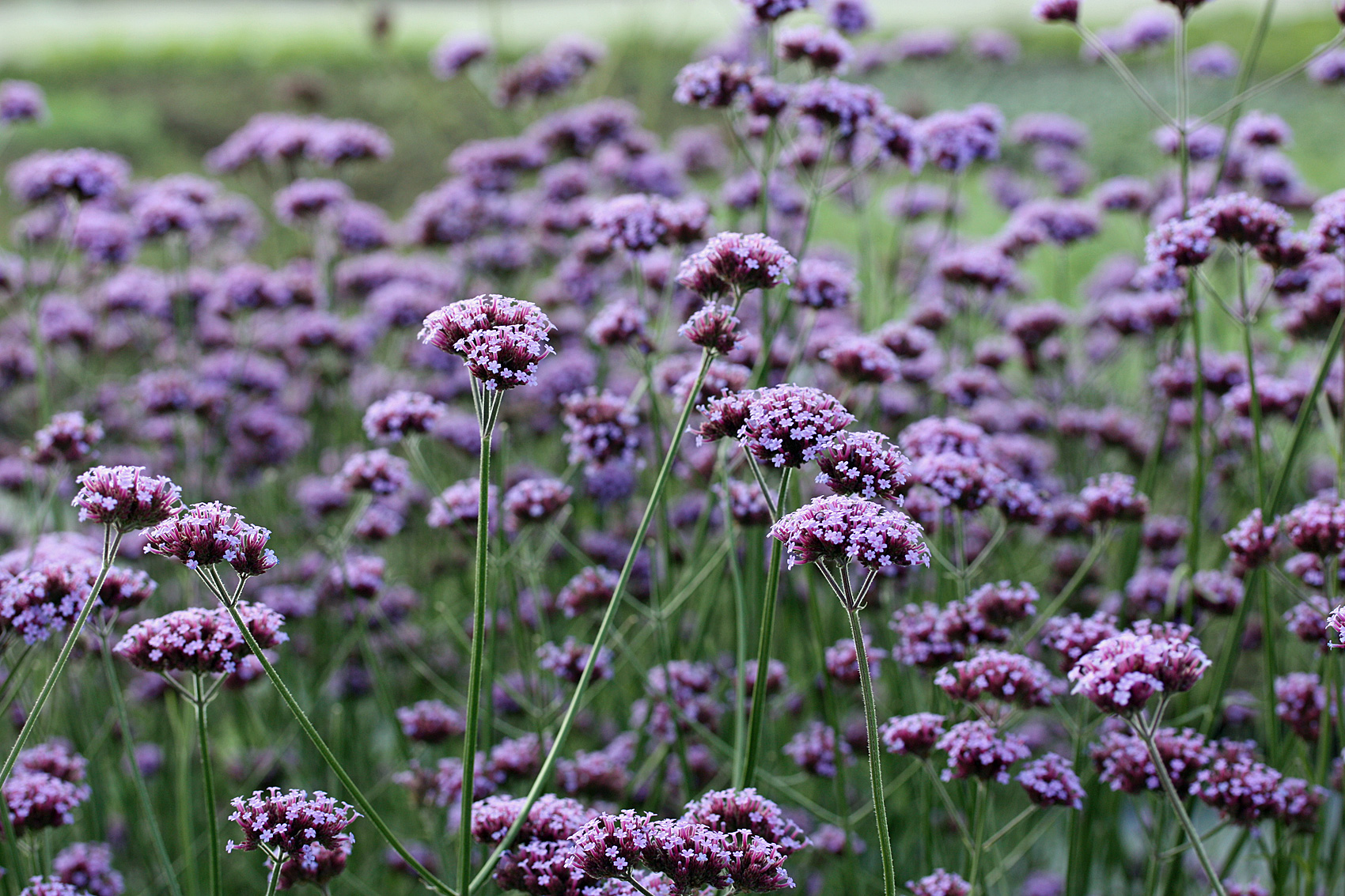 Blüten- und Beetstauden