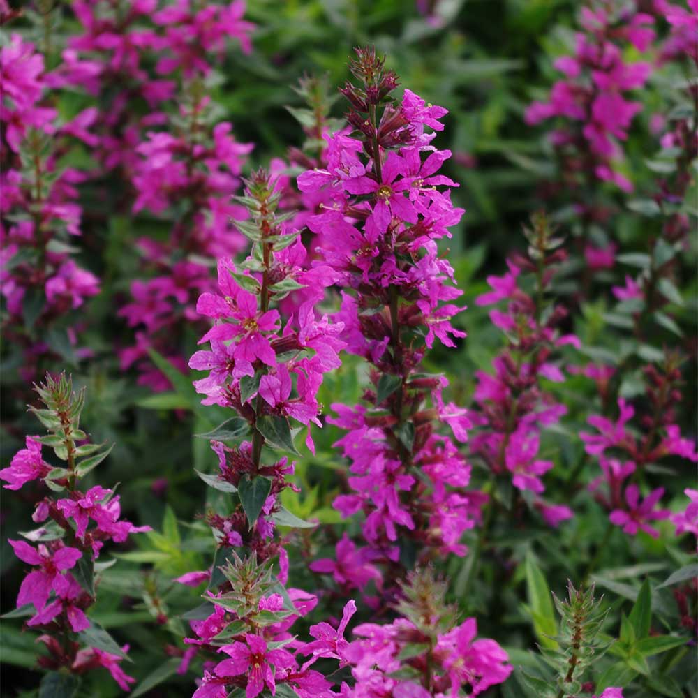 Ruten Weiderich 'Dropmore Scarlet'