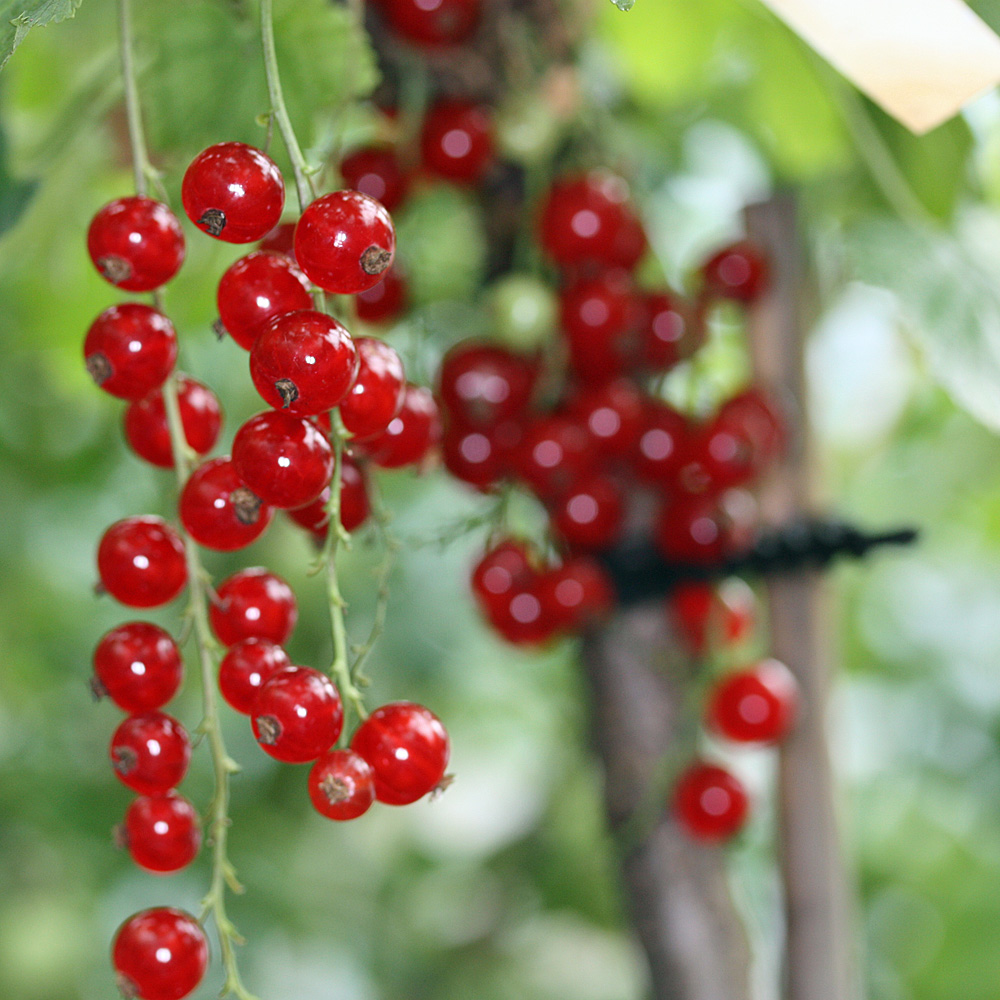 Brombeere, Obst, Naschgarten