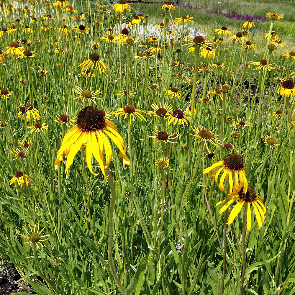 Echinacea, Sonnenhut, Prachstaude