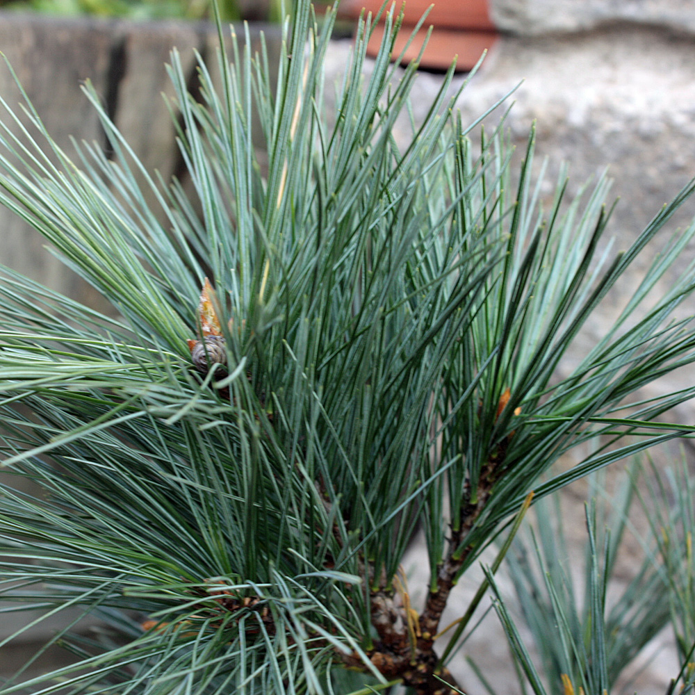 Kiefer, Streichelkiefer, Pinus, immergrün, Nadelgehölz