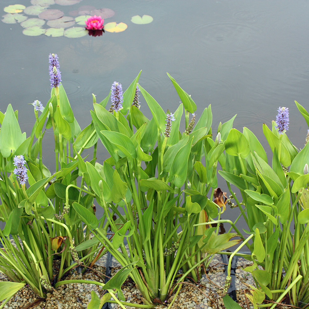 Hechtkraut, Wasserpflanze, Sumpfpflanze