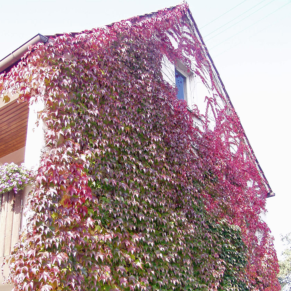 Wilder Wein 'Veitchii'