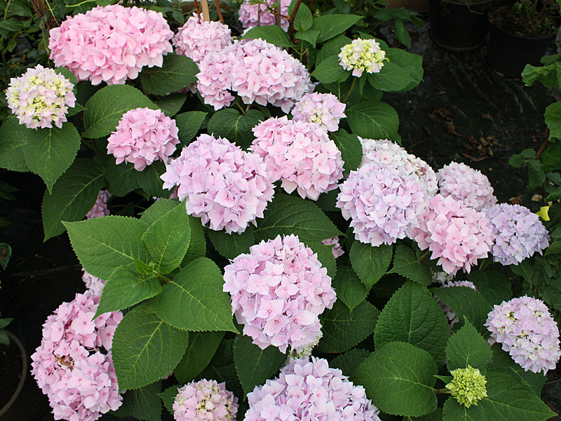 Bauernhortensie 'Pink Sensation'