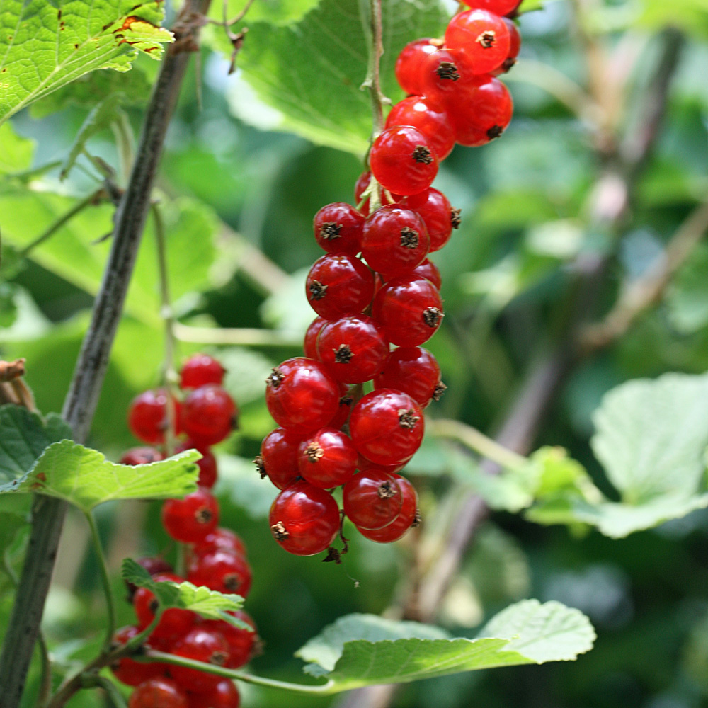 Stämmchen Rote Johannisbeere 'Rolan'
