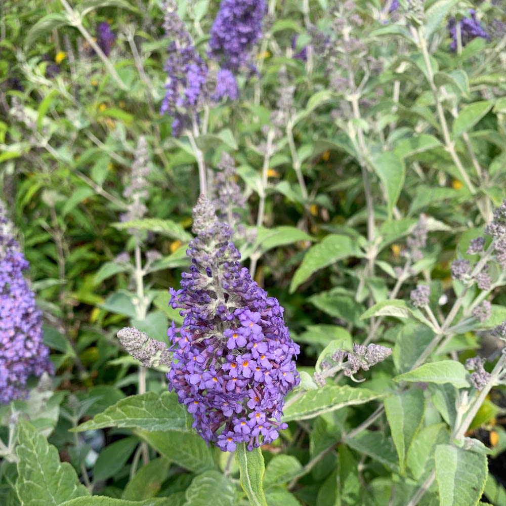Sommerflieder 'Lochinch'