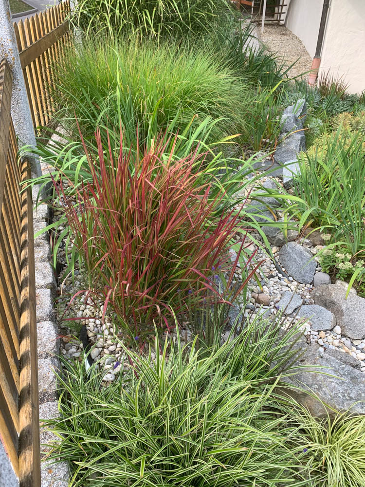 Flammengras 'Red Baron'