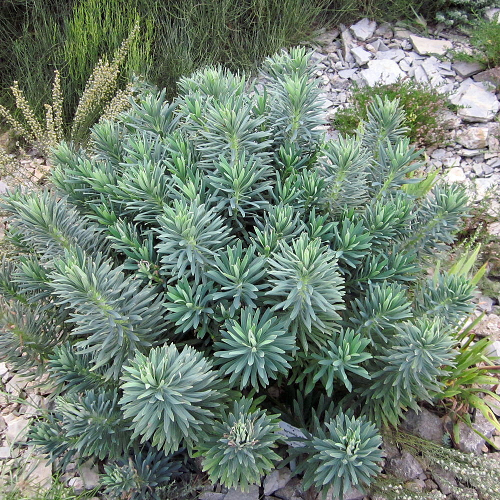 Mittelmeerwolfsmilch, Wolfsmilch, Euphorbia