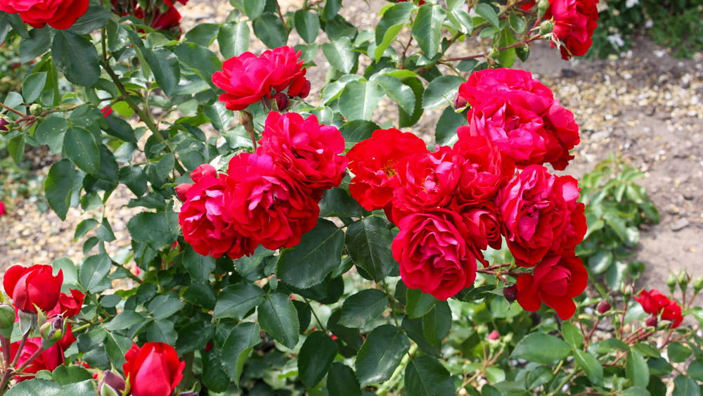 Stammrosen