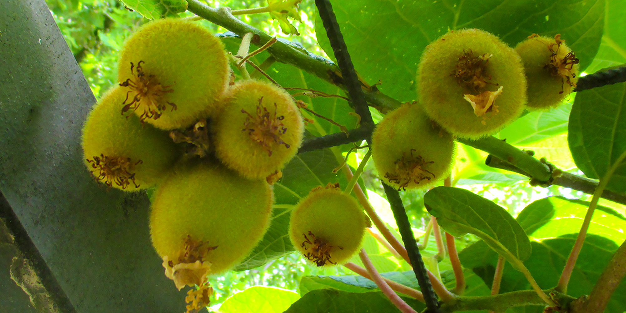 Kiwi