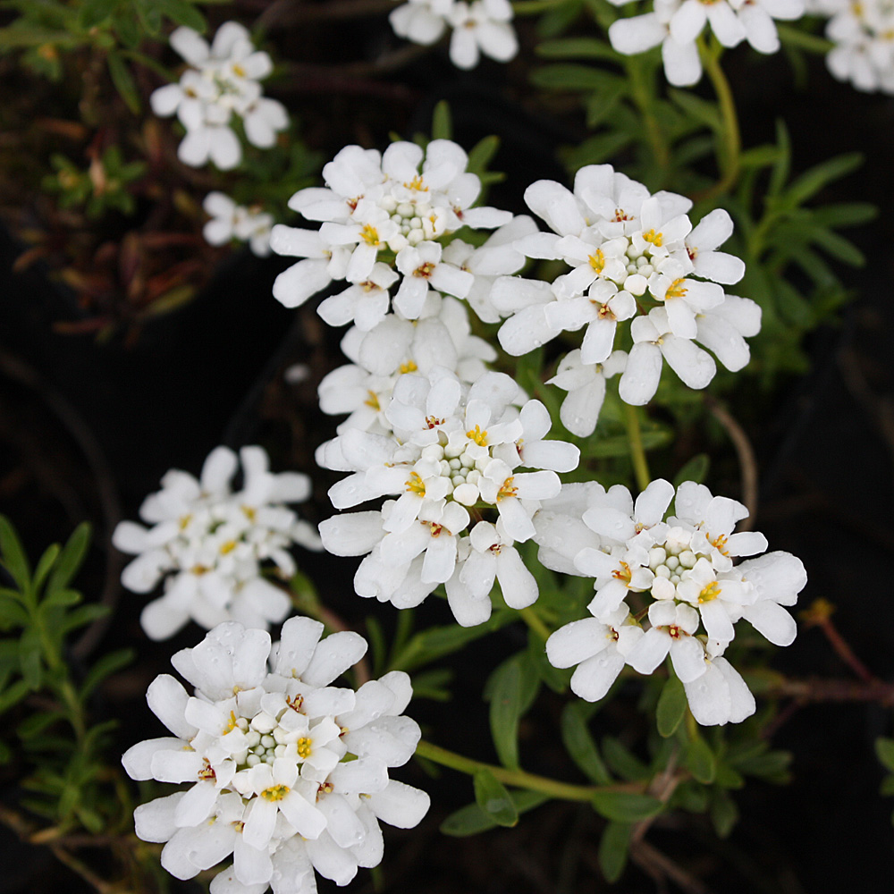 Schleifenblume Weißer Zwerg, Iberis, Bodendecker