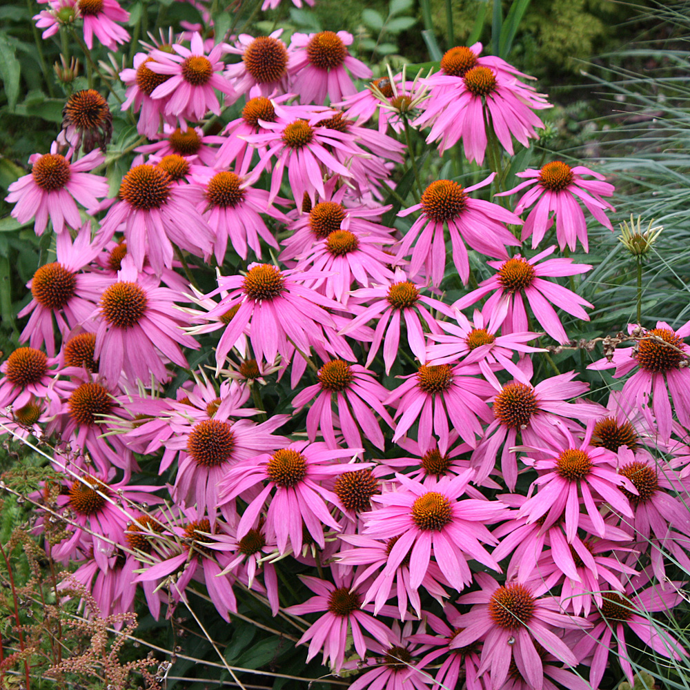 Kokardenblume Bremen, Beetstaude, Blütenpflanze