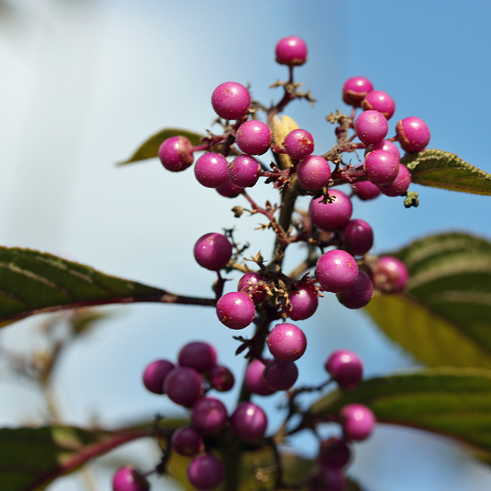 Schönfrucht, Beeren, Fruchtschmuck