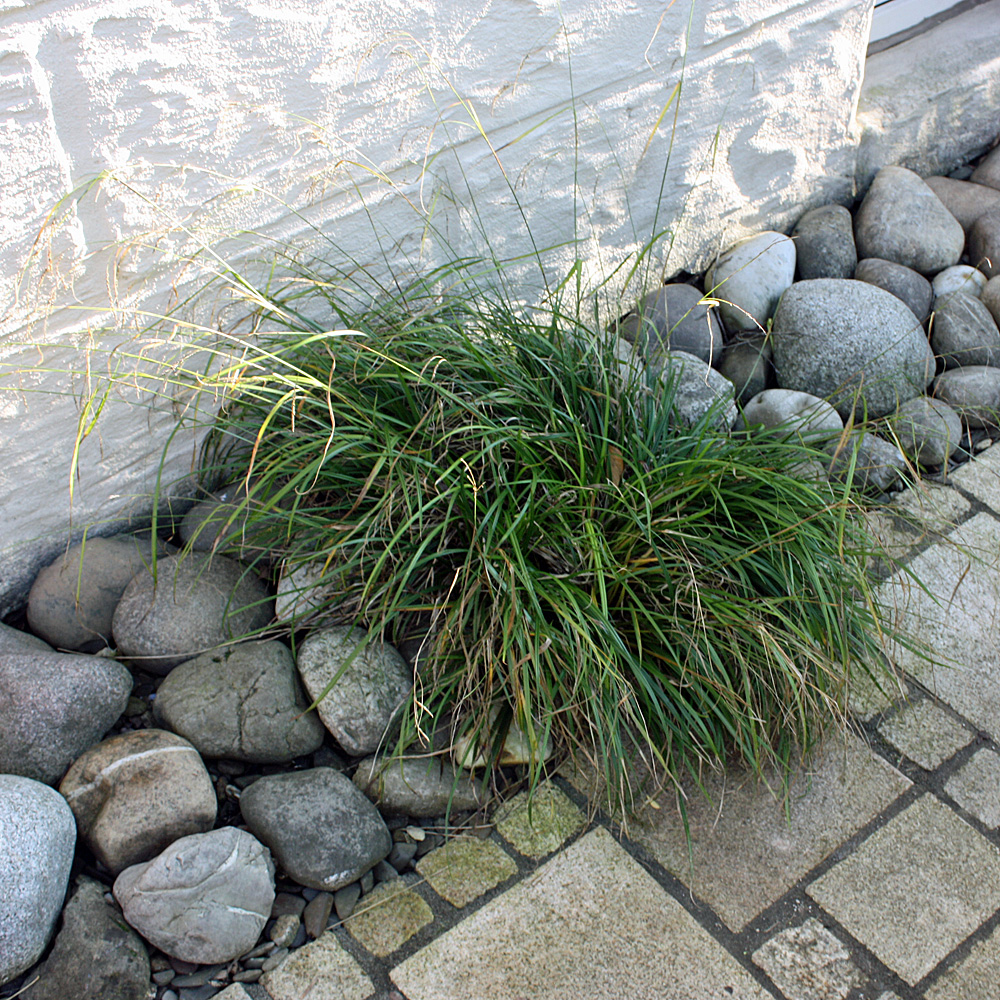 Hängesegge, Carex pendula, Ziergras
