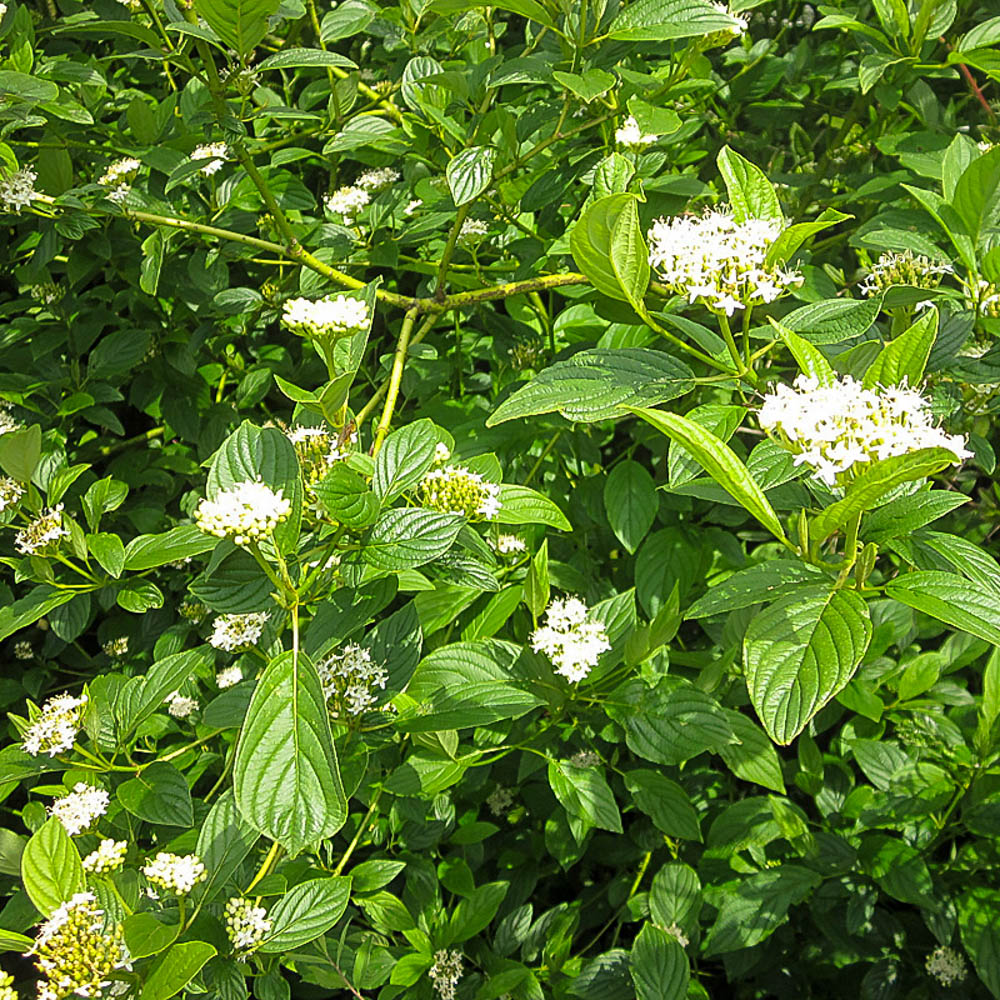 Gelbholz Hartriegel, Cornus, Heckenpflanze, Schnellwachsend