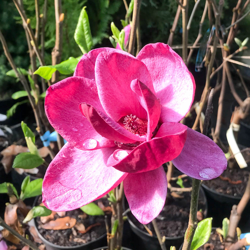 Magnolie Genie, Magnolia, Frühjahrsblüher