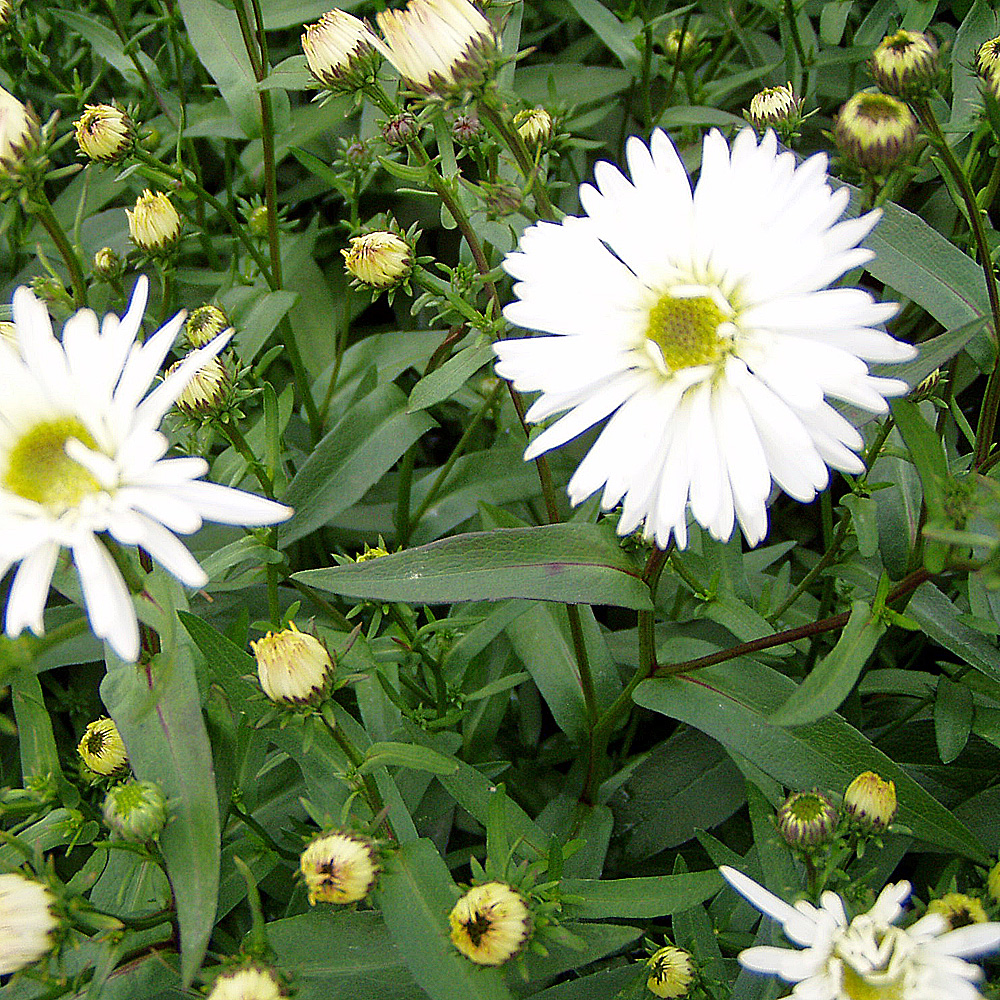 Raublattaster Herbstschnee, Aster, Herbstblüte