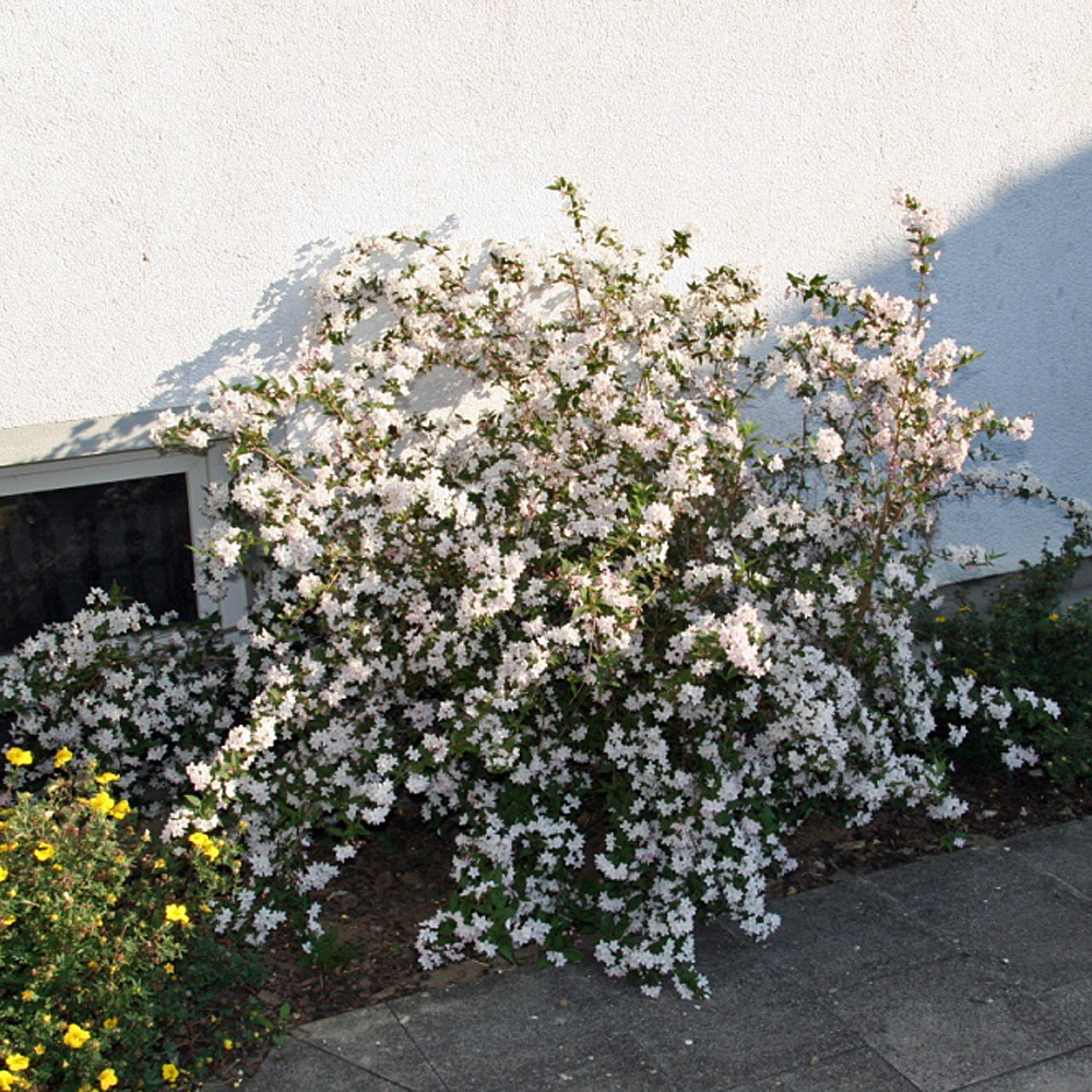 Maiblumenstrauch, Deutzia, Frühlingsblüher