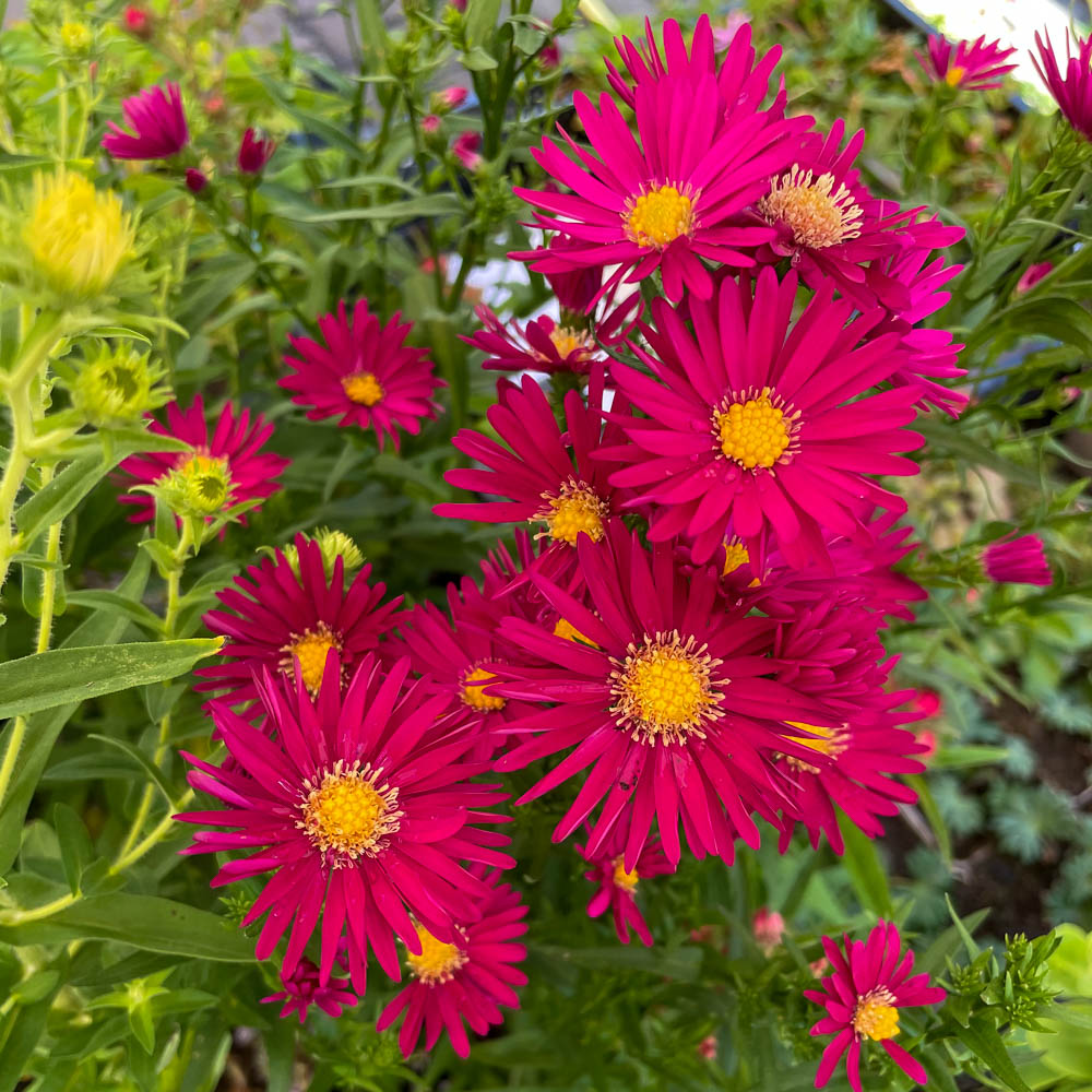 Glattblattaster 'Crimson Brocade'